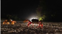 Cuba Crab Migration to Bay of Pigs: A Natural Spectacle