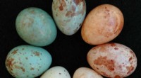 Cuckoo Finch Egg Evolution: Unraveling Evolutionary Adaptations