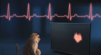 Rhesus Monkeys Demonstrate Self-Awareness of Heartbeat - Interoception Research