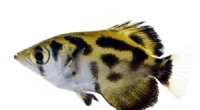 Archerfish Behavior: A Comprehensive Scientific Study