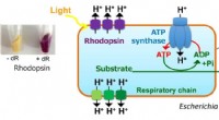 Engineered Microbes: Harnessing Light for Enhanced Chemical Production