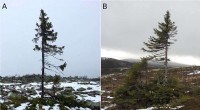 Ancient Spruce Trees: Sweden s 10,000-Year Recovery After the Ice Age