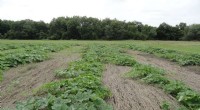 Boosting Pumpkin Yields with Sustainable Conservation Practices