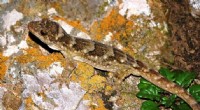 Ancient DNA Reveals Evolutionary History of New Zealand Geckos