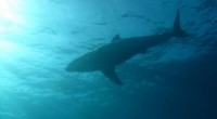 Social Behavior of Great White Sharks: A Deep Dive into Predator Dynamics