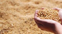 European Soybean Production: Towards Self-Sufficiency & Sustainability