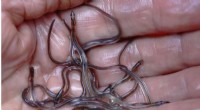 Baby Eel Market Rebounds to Pre-Pandemic Prices in Maine