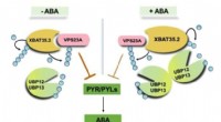 Plant ABA Signaling: New Insights into Ubiquitination Regulation