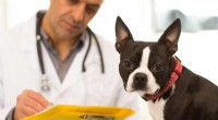 AI-Powered Diagnostics Revolutionizing Pet Healthcare