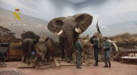 Spain Seizes Massive Collection of Stuffed Endangered Animals