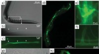 Actin s Role in Biosilica Architecture of Sponges: A Novel Study