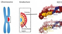 Kinetochore Corona Structure Revealed: Insights into Chromosome Segregation