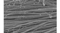 Collagen s Remarkable Strength: New Insights into Tendon Structure