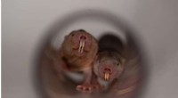 Naked Mole-Rat Social Status Linked to Stronger Immunity