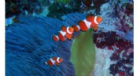 Decoding Clownfish: Scientists Unravel the Genome of Amphiprion ocellaris
