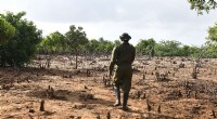 Mangrove Restoration in Kenya: Healing a Devastated Estuary