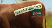 Beef  Raised Without Antibiotics  Labels: New Study Questions Integrity
