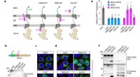 Mitochondrial Stress Signaling: DELE1 Cleavage and the ISR Pathway