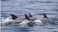 Dolphin Social Behavior: Playfulness, Bonding, and Viral Transmission