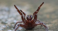 50,000 Spider Species Identified Worldwide: A Comprehensive Catalog