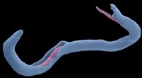 Schistosomiasis Research: New Insights into Parasite Reproduction