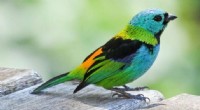 The Science of Tropical Bird Coloration: Why Bright Feathers Matter