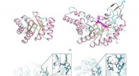 Evolution-Guided Design of Large Functional Proteins: A Review