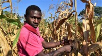 New Forecasting Models Combat Fall Armyworm in Africa