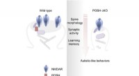 New Insights into Autism: POSH Protein s Role Revealed