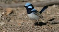 Attract Woodland Birds to Your Farm: The Benefits of Revegetation