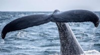 Protecting California Whales: Addressing Overlooked Threats in Policy