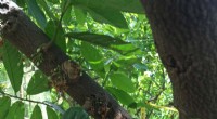 Cacao Tree Pollination: Unlocking the Secrets to Higher Yields