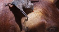 Vampire Bats Form Bonds Like College Roommates - Study