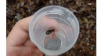 Leeches: A Novel Tool for Biodiversity Mapping – Harvard Study
