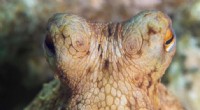 Octopus Intelligence & Sentience: Why Octopus Farming is Unethical