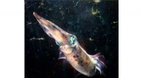 Okinawa Squid Achieves Unprecedented Color Matching Ability
