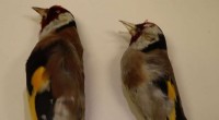 Climate Change Impacts on Bird Evolution: Morphology Shifts in Israel