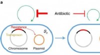 How Antibiotics Drive Antibiotic Resistance: A New Mechanism Discovered