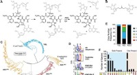 Novel Method Identifies Potential Therapeutic Compounds in Streptomyces