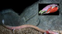 3D Imaging Uncovers Adaptations of Cave Salamander (Proteus anguinus)