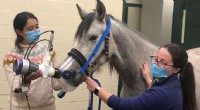 Innovative Portable Device for Equine Lung Function Testing