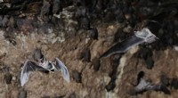 White-Nose Syndrome Fungus Detected in Louisiana Bats