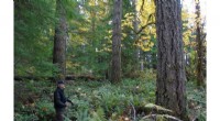 Thinning Mature Forests: A Cost-Effective Management Strategy