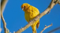 AI Confirms: Bird Coloration Intensifies Near the Equator - New Research