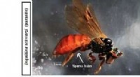 Native Parasite-Bee Interactions: A Deadly Evolutionary Arms Race