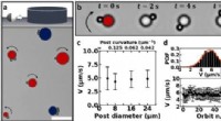 Coordinated Microswimmer Motion Mimicking Bacterial Behavior