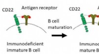 Dual Role of Protein in B Cell Receptor Signaling: Inhibition and Activation