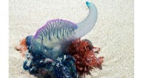 Portuguese Man-of-War Alert: Safety & Health Risks in South Florida
