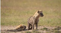 Climate Change Impacts Hyena Foraging: New Research from Kenya