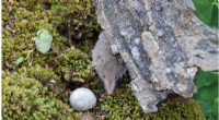 Urbanization s Impact on Shrew Populations: A Case Study of the Greater White-Toothed Shrew